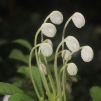 Rotheca microphylla (Blume) Callm. & Phillipson